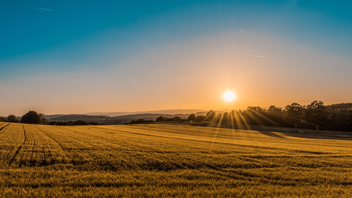 Vista aérea de campo agrícola brasileiro com talhões geometricamente delimitados em tons de verde e dourado