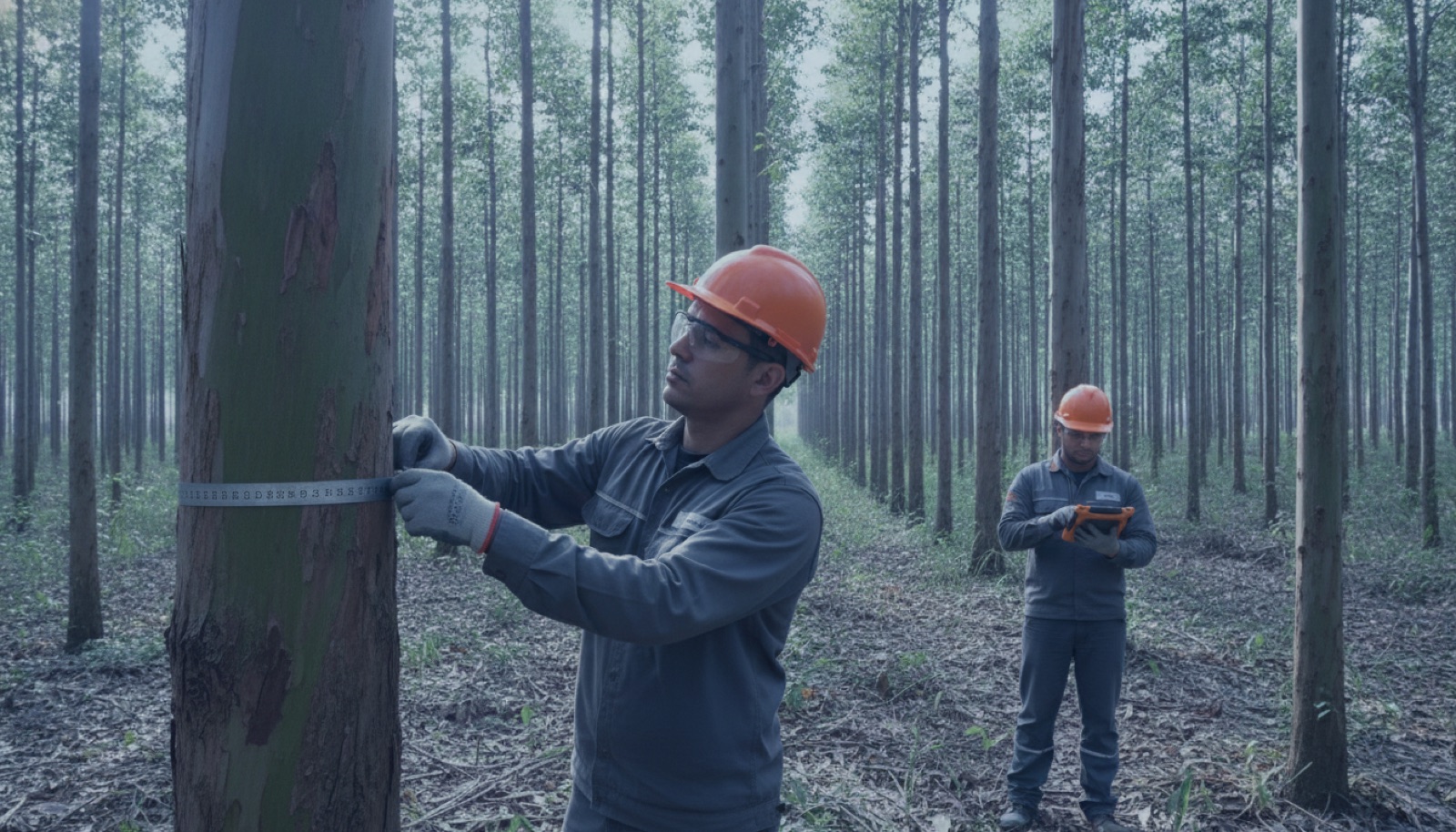 Inspeção de campo que sustenta o crédito de carbono diante do comprador